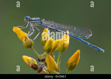 Bianco-zampe (damselfly Platycnemis pennipes), maschio, Burgenland, Austria Foto Stock