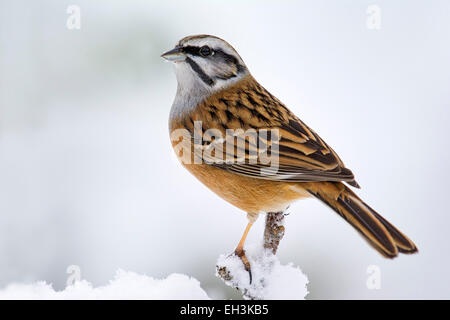 Rock Bunting (Emberiza cia), Tirolo, Austria Foto Stock