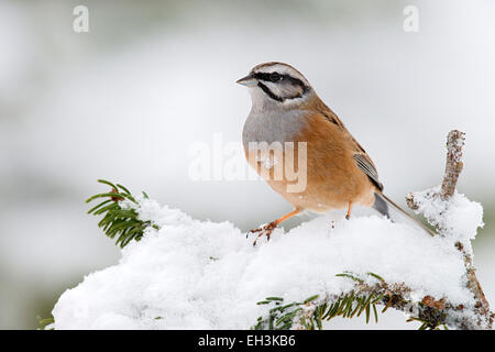 Rock Bunting (Emberiza cia), Tirolo, Austria Foto Stock