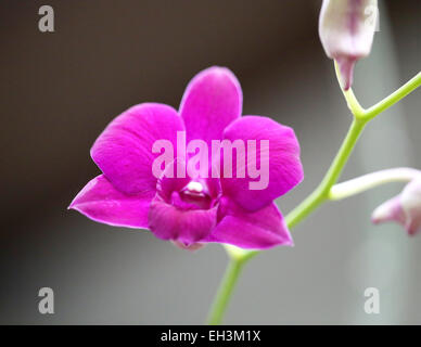 Bella rosa luminoso insolito orchidee nel giardino Foto Stock