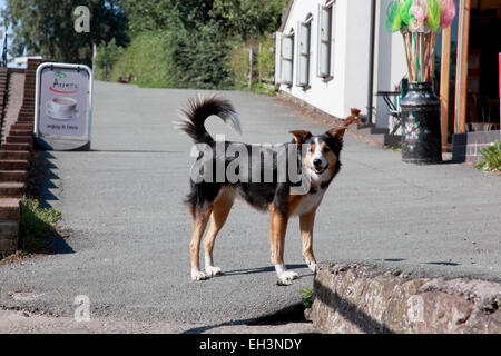 Un giovane giocoso collie cane accanto alla scala si blocca a Grindley Brook sulla Llangollen canal vicino Whitchurch, Shropshire Foto Stock