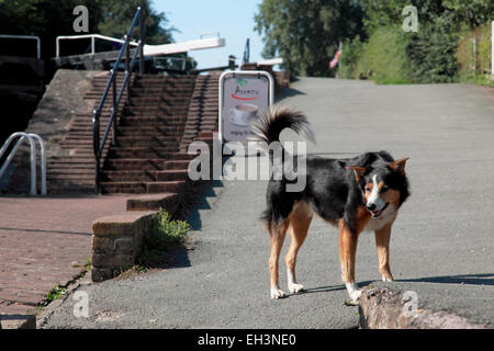 Un giovane giocoso collie cane accanto alla scala si blocca a Grindley Brook sulla Llangollen canal vicino Whitchurch, Shropshire Foto Stock