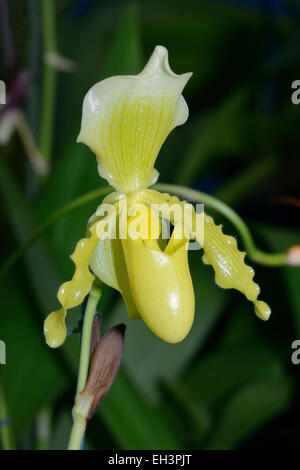 Paphiopedilum insigne x primulinum Hybrid Slipper Orchid Foto Stock