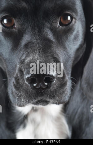 Cane bagnato naso vicino. Foto Stock