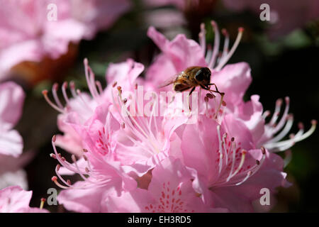 Un'ape per raccogliere il polline da un'Azalea in primavera Jane Ann Butler JABP Fotografia759 Foto Stock