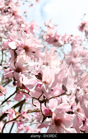 Rosa albero di magnolia in sole primaverile Jane Ann Butler JABP Fotografia753 Foto Stock