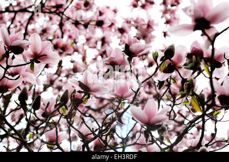 Rosa albero di magnolia in sole primaverile Jane Ann Butler JABP Fotografia754 Foto Stock