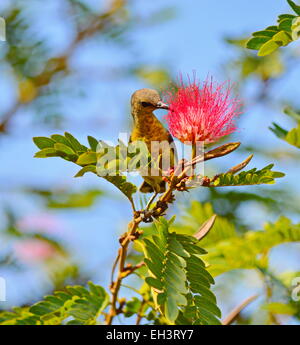 Viola sun bird, femmina viola sun bird, uccello giallo, piccolo uccello, becco affilato, appollaiate, appollaiato birf, Molla, molla stagione, Foto Stock