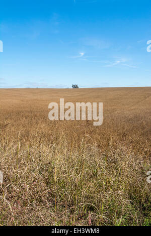 Campo di fagioli di soia mature pronte per il raccolto nella zona di Bluegrass del Kentucky Foto Stock