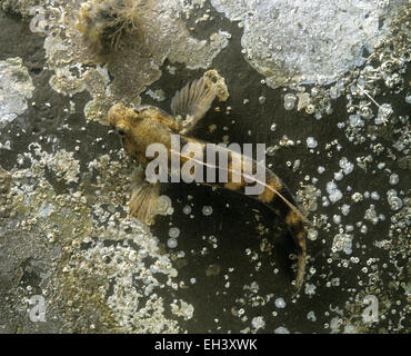 Rock ghiozzo - Gobius paganellus Foto Stock