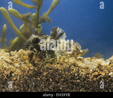 Bull Rout - Myoxocephalus scorpione Foto Stock