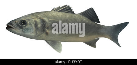 European Sea Bass - Dicentrarchus labrax Foto Stock