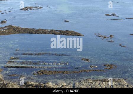 Francia, Manche, isole della costa, ostricoltura lungo la costa vicino Potbail (vista aerea) Foto Stock