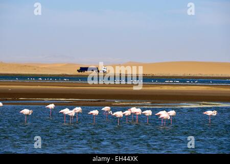 La Namibia, Regione di Erongo, Walvis Bay, maggiore i fenicotteri Foto Stock