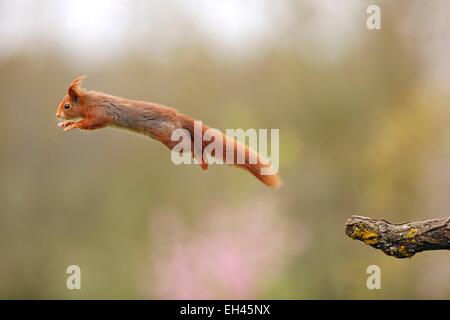 Francia, Maine et Loire, scoiattolo (Sciurus vulgaris) saltare Foto Stock