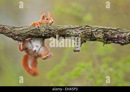 Francia, Maine et Loire, scoiattolo (Sciurus vulgaris) Foto Stock