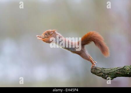 Francia, Maine et Loire, scoiattolo (Sciurus vulgaris) saltare Foto Stock