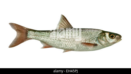 Dace - Leuciscus leuciscus Foto Stock