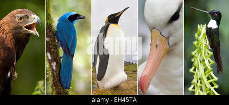 Una selezione di immagini di uccelli Foto Stock