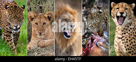 Grande Gatti - Jaguar, Lion Cub, Maschio Lion, Leopard e Cheetah Foto Stock