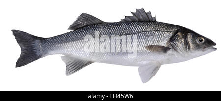 European Sea Bass - Dicentrarchus labrax Foto Stock