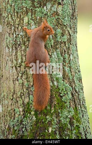 Francia, Maine et Loire, scoiattolo (Sciurus vulgaris) Foto Stock