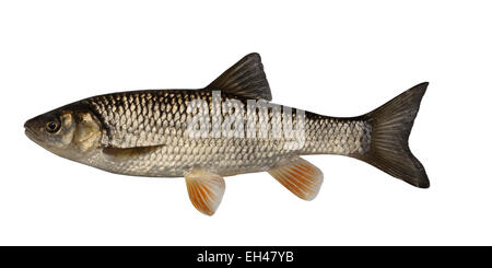 Chub - Squalius cefalo Foto Stock