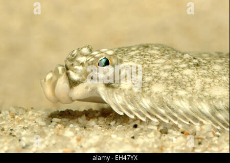 - La passera di mare Pleuronectes platessa Foto Stock