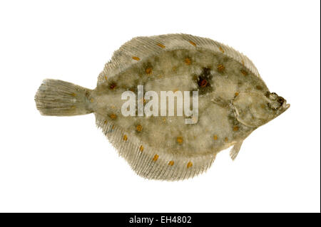 - La passera di mare Pleuronectes platessa Foto Stock