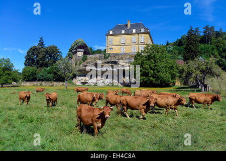 Aubrac Mucche nella parte anteriore del Chateau du Roc(h) nei pressi di Saint-André-d'Allas Perigord Noir Dordogne Aquitaine Francia Foto Stock