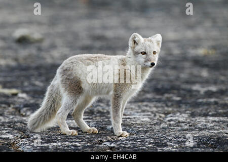 Arctic Fox (Vulpes vulpes lagopus) in estate coat, Svalbard, Norvegia Foto Stock