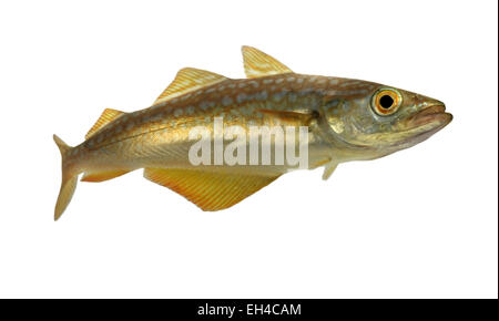 - Merluzzo giallo Pollachius pollachus Foto Stock