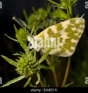 Farfalla bianca(Pontia daplidise) sull'infiorescenza(Eryngium campestre) sfondo nero,square Foto Stock