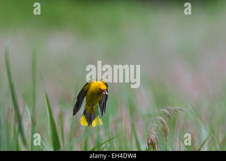 Eurasian rigogolo (Oriolus oriolus), maschio in volo la cattura di grub Foto Stock