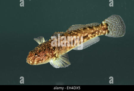 Rock ghiozzo - Gobius paganellus Foto Stock