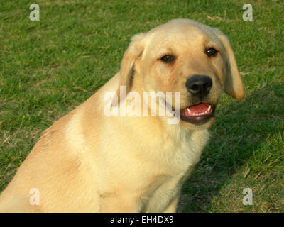 Sorridente labrador cane metà ritratto, in un campo verde di erba Foto Stock