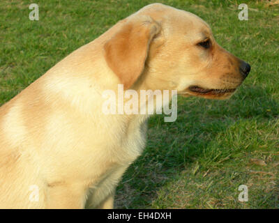 Il Labrador, cane, il profilo verticale della testa e corpo metà labrador in un campo verde di erba Foto Stock