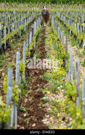 Francia, Yonne, Chablis, cavallo vitigni di aratura in un appezzamento di Chablis Les Clos Grand Cru Foto Stock