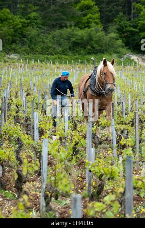 Francia, Yonne, Chablis, cavallo vitigni di aratura in un appezzamento di Chablis Les Clos Grand Cru Foto Stock