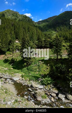 La Romania, Valacchia, Muntenia, Arges County, Monti Fagaras lungo la strada Transfagarasan nei Carpazi Meridionali Foto Stock