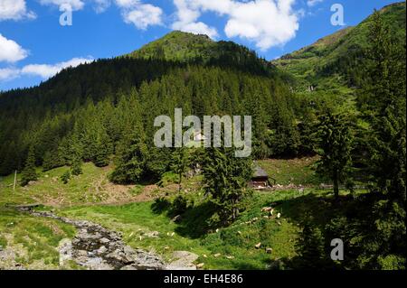 La Romania, Valacchia, Muntenia, Arges County, Monti Fagaras lungo la strada Transfagarasan nei Carpazi Meridionali Foto Stock