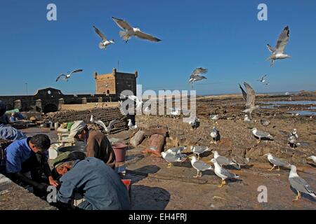 Marocco Essaouira, porto, pescatore, giallo-zampe (gabbiano Larus michahellis) Foto Stock