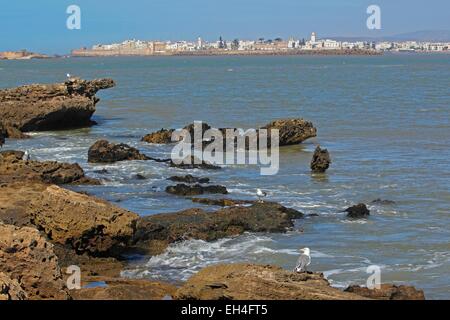 Marocco Essaouira, Arcipelago di Essaouira Mogador isole Foto Stock