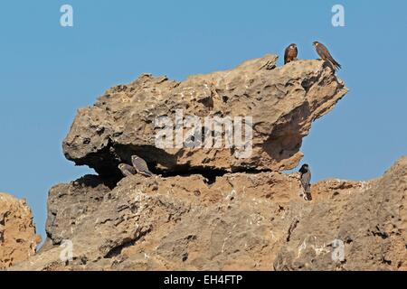 Marocco Essaouira, Arcipelago di Essaouira Mogador isole, falco di Eleonora (Falco eleonorae) Foto Stock