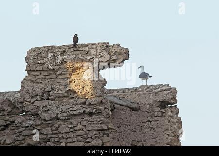 Marocco Essaouira, Arcipelago di Essaouira Mogador isole, falco di Eleonora (Falco eleonorae), giallo-gambe (gabbiano Larus michahellis) Foto Stock