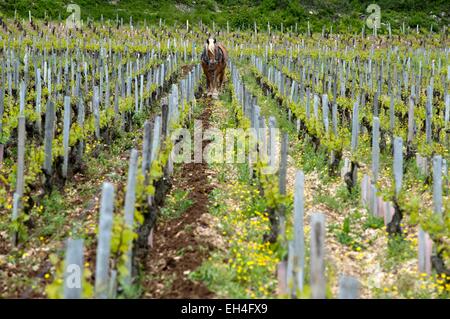 Francia, Yonne, Chablis, cavallo vitigni di aratura in un appezzamento di Chablis Les Clos Grand Cru Foto Stock