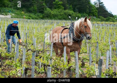 Francia, Yonne, Chablis, cavallo vitigni di aratura in un appezzamento di Chablis Les Clos Grand Cru Foto Stock