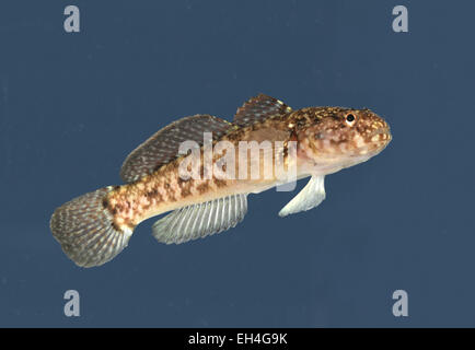 Rock ghiozzo - Gobius paganellus Foto Stock