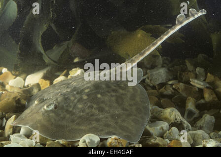 Thornback Ray - Raja clavata Foto Stock