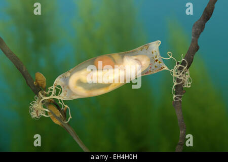 Lesser Spotted gattucci (gattuccio) - Scyliorhinus canicula - caso di uovo Foto Stock